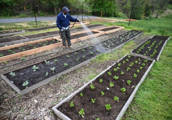 Volunteer watering vegetables at CAC's community garden